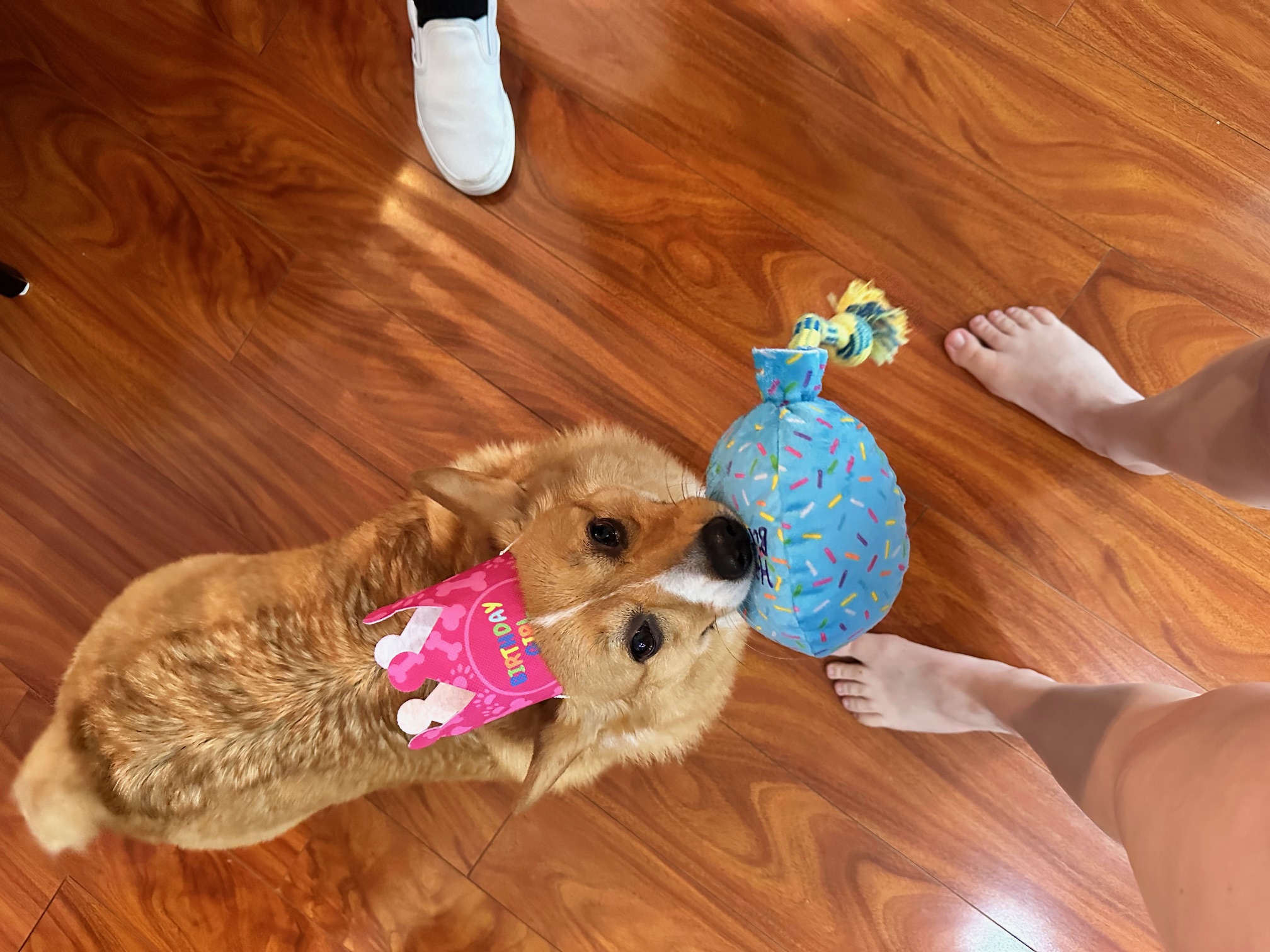 Lola in a birthday hat smiling